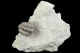 Wide Flexicalymene Trilobite In Shale - Ohio #72024-3